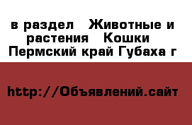  в раздел : Животные и растения » Кошки . Пермский край,Губаха г.